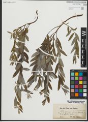 Foto von Salix repens subsp. rosmarinifolia (L.) Andersson